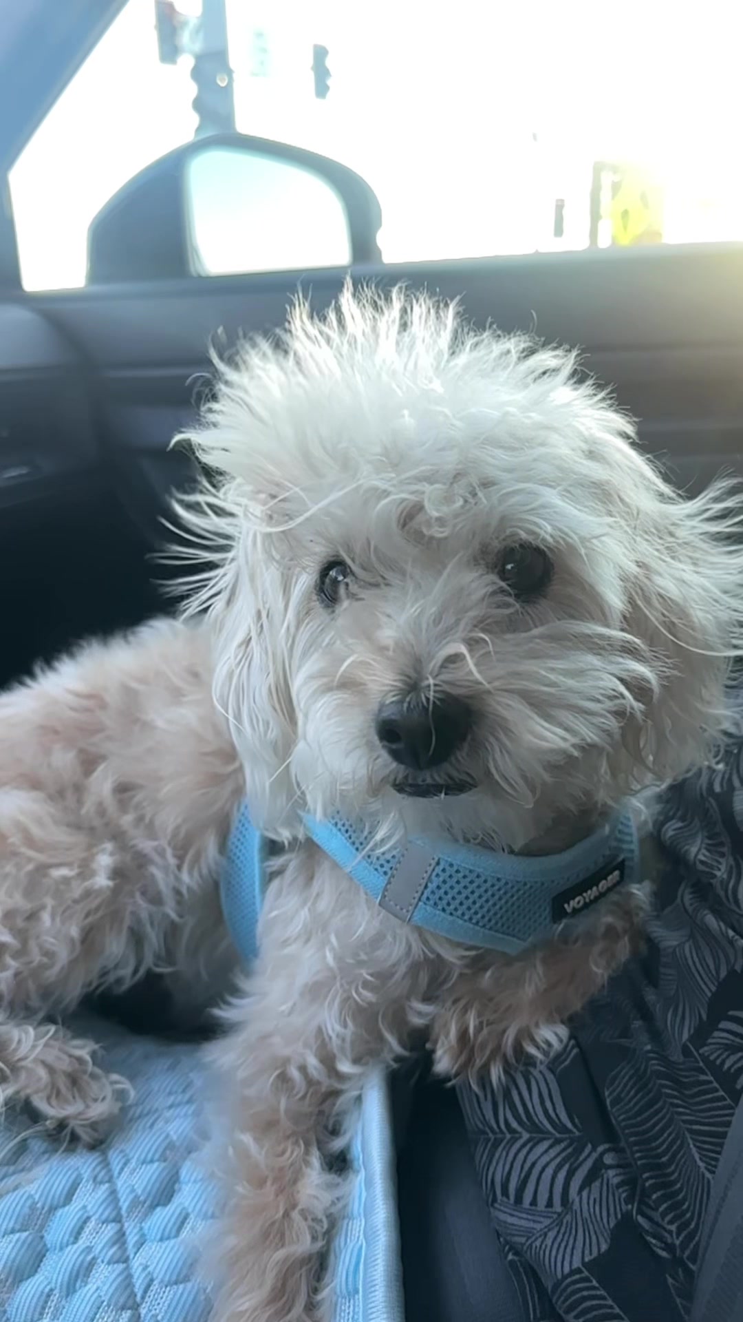 @He Was A PoodleBoi