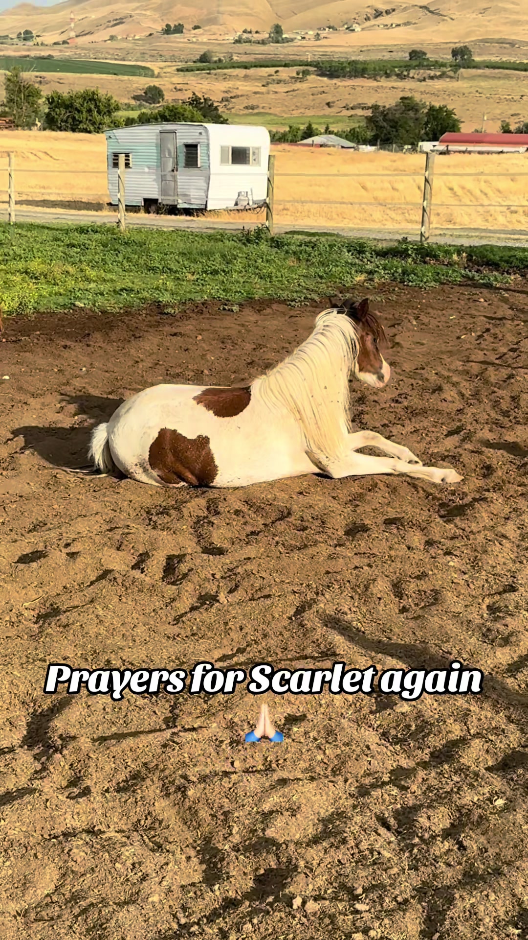 @Hot Sauce the Mini horse 🐎