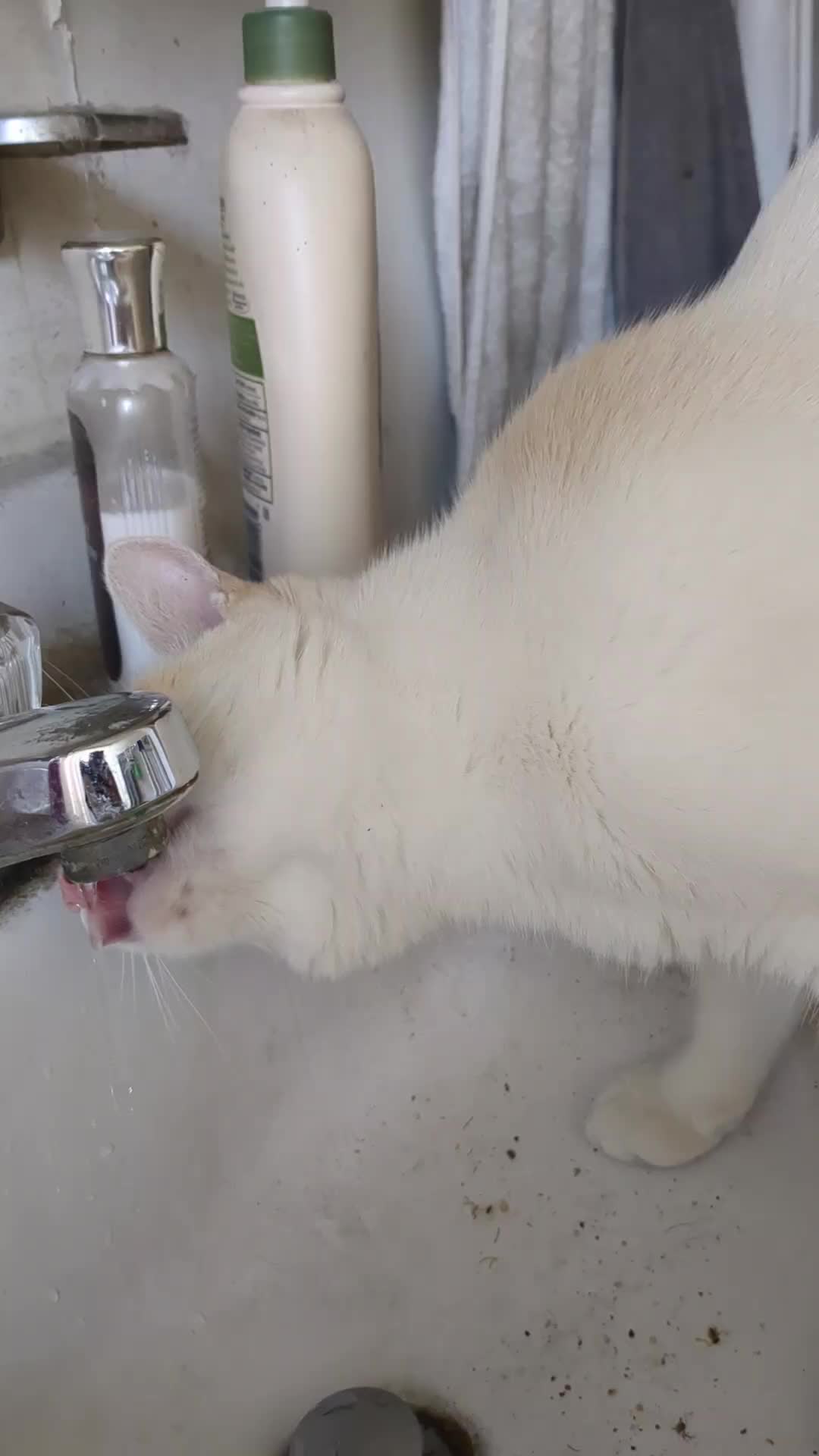 @some cats and their mama