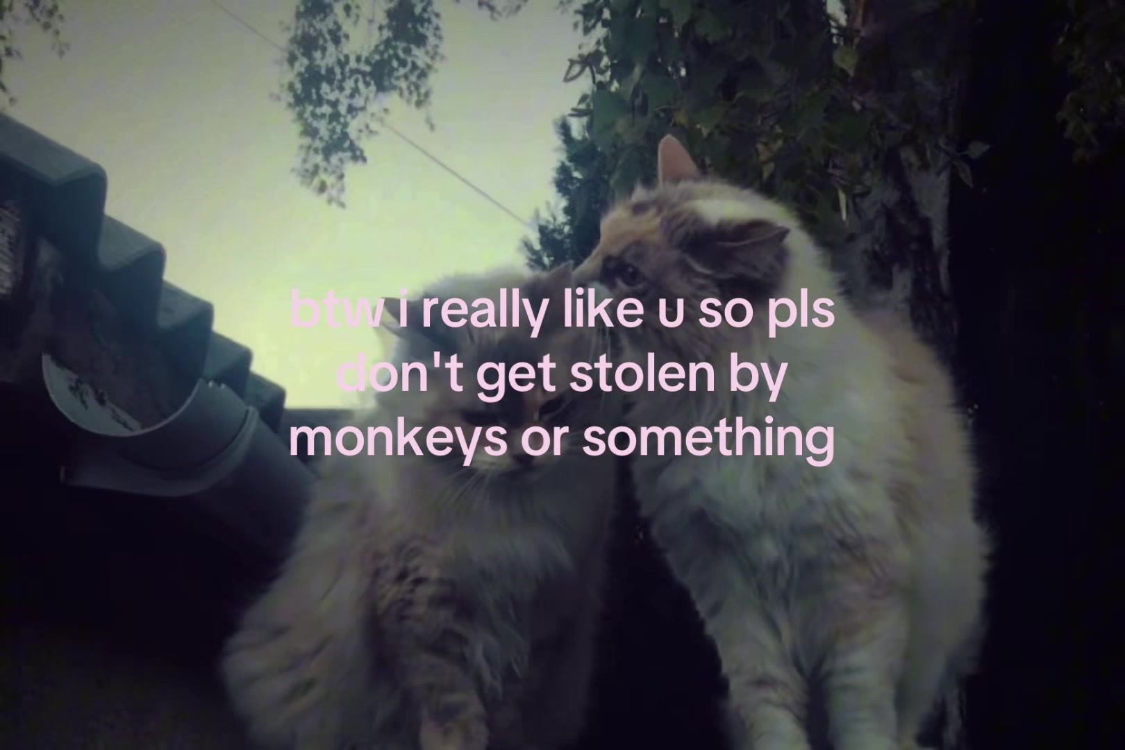 @sxalenz