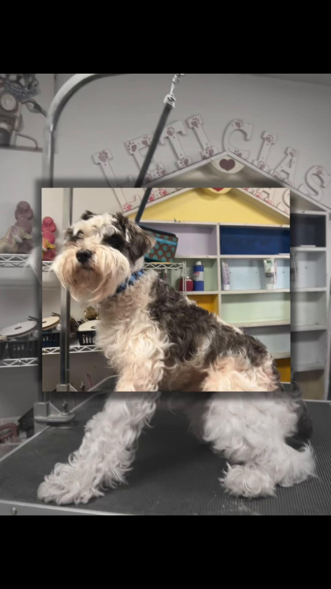 @Doggie Dog World