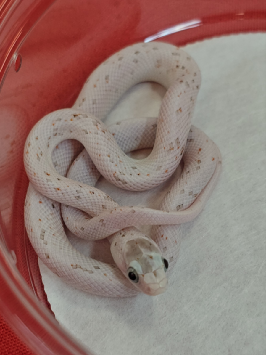 @TheReptileCompanyofWisconsin