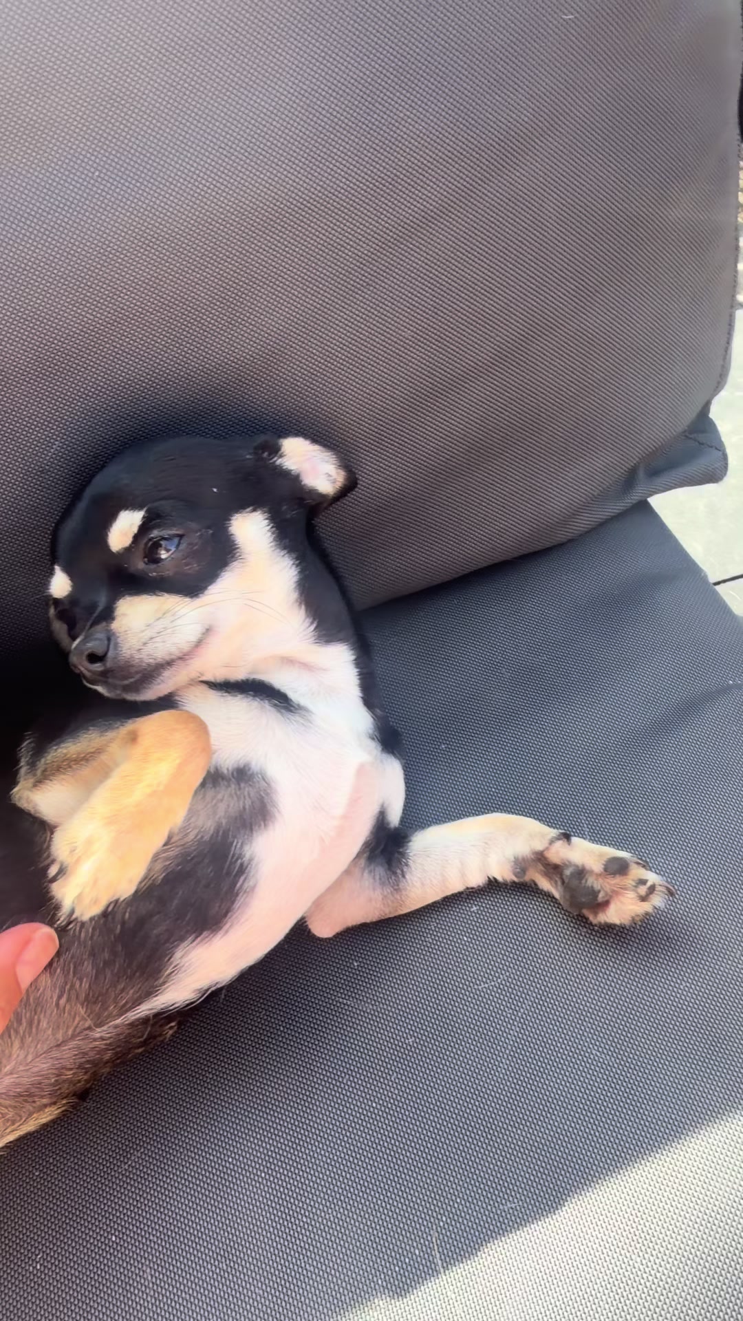 @Suffolk Chihuahuas