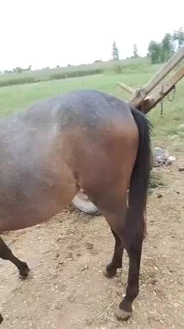 @Only Horse Video 🐴🐴