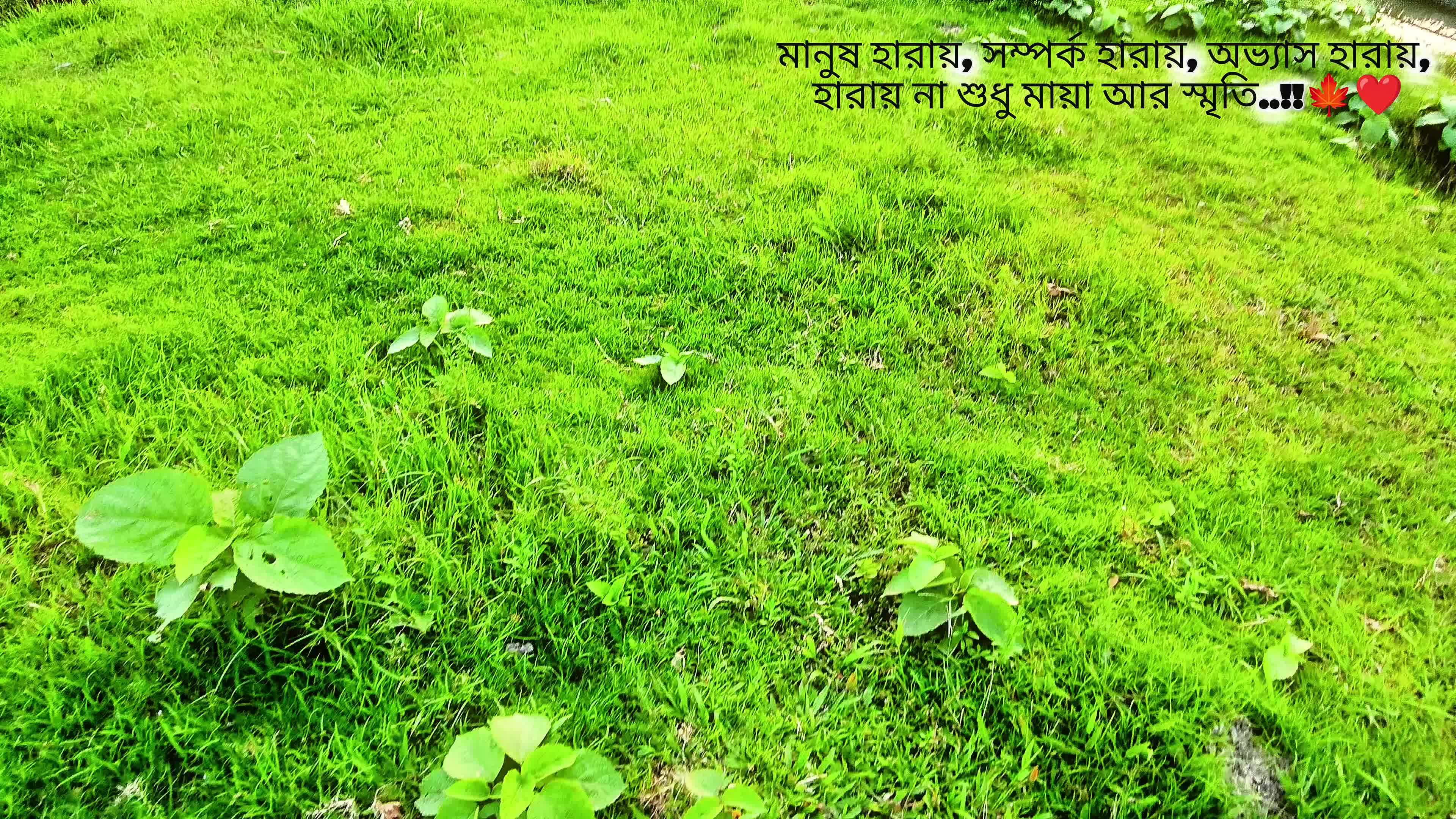 @sujon bhai