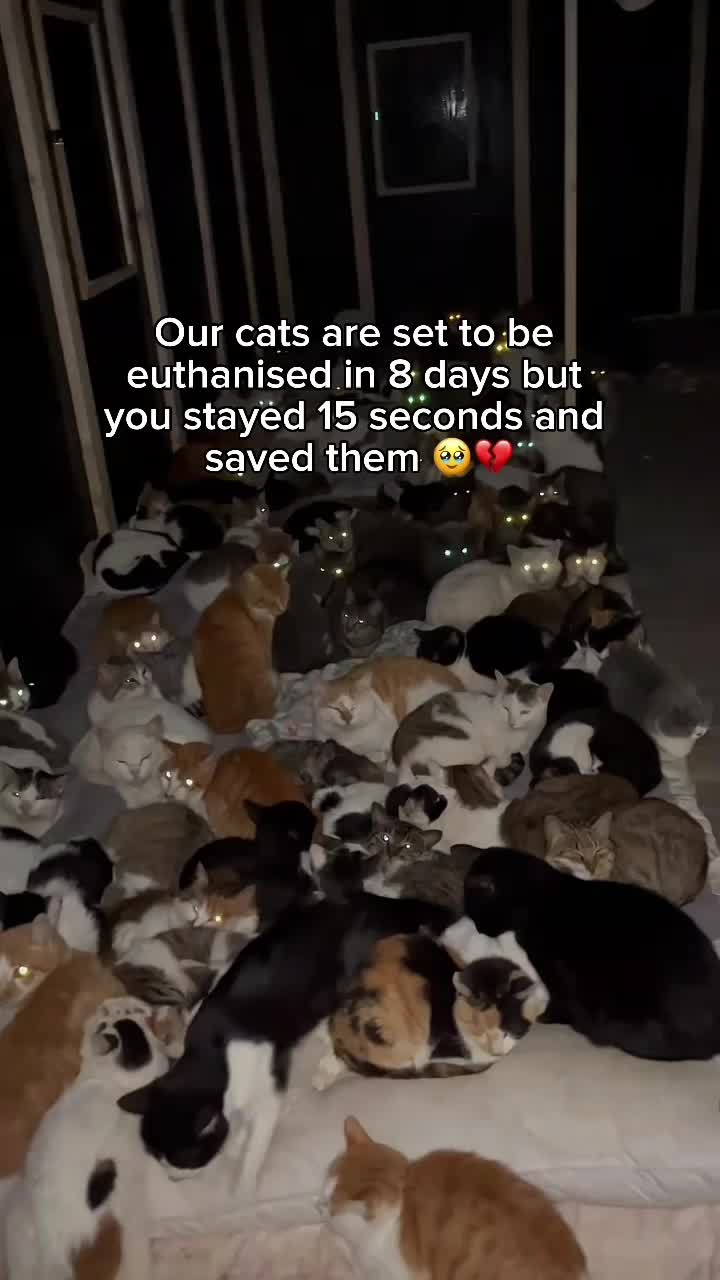 @Purry Paws