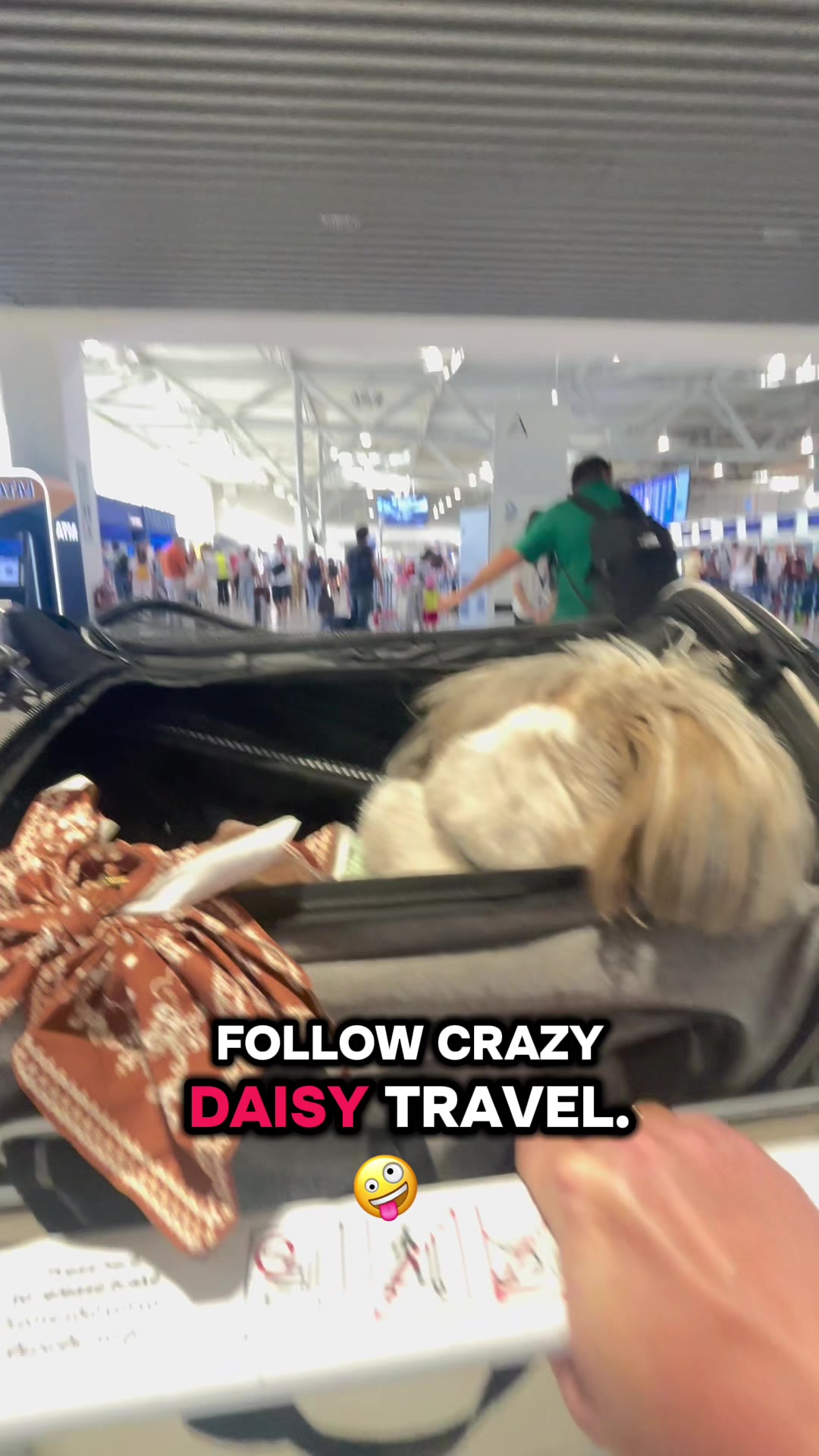 @Daisy | The Dog Travel App