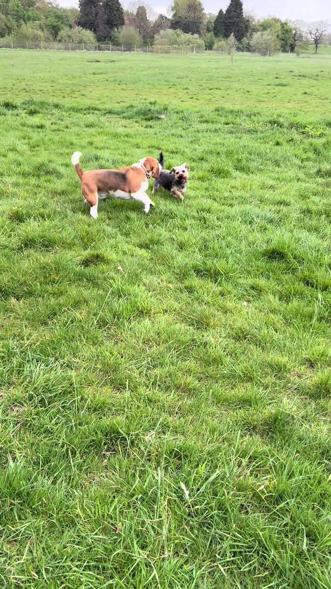 @Lauren & Sam&rsquo;s Dog Walking