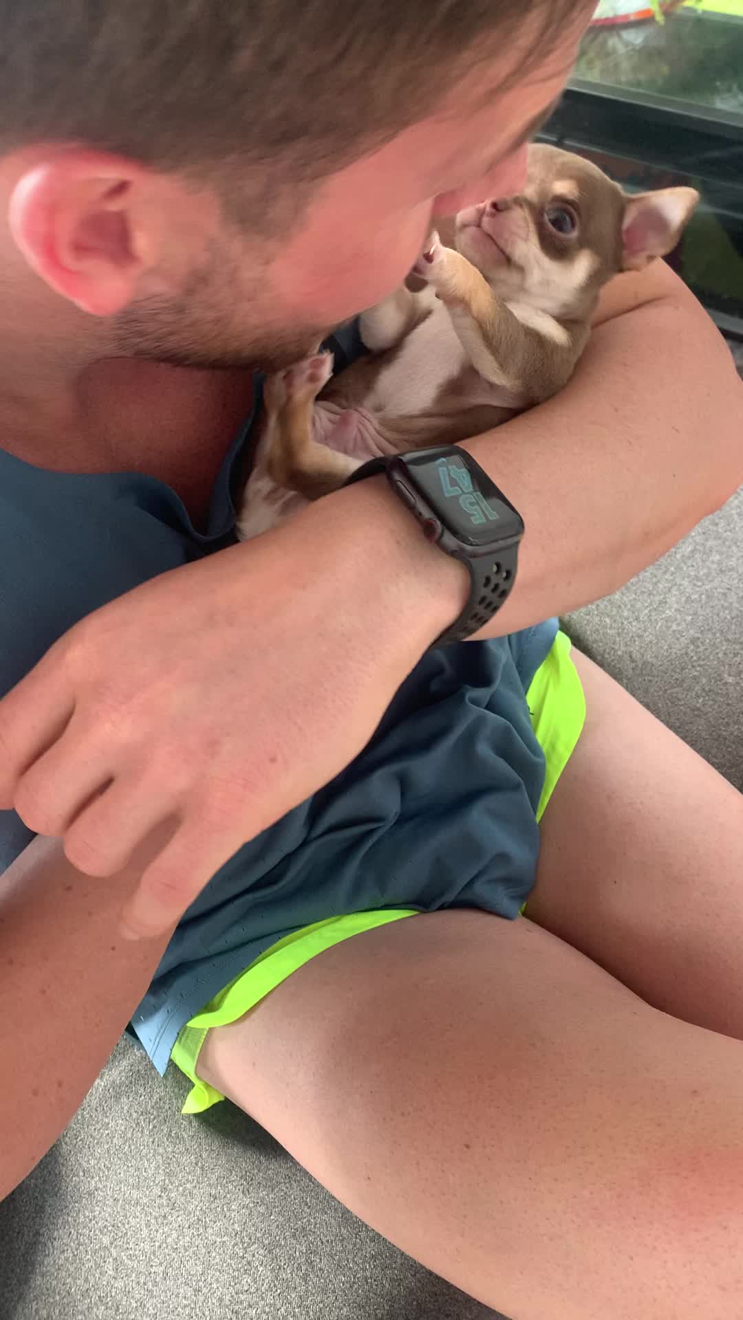 @Suffolk Chihuahuas