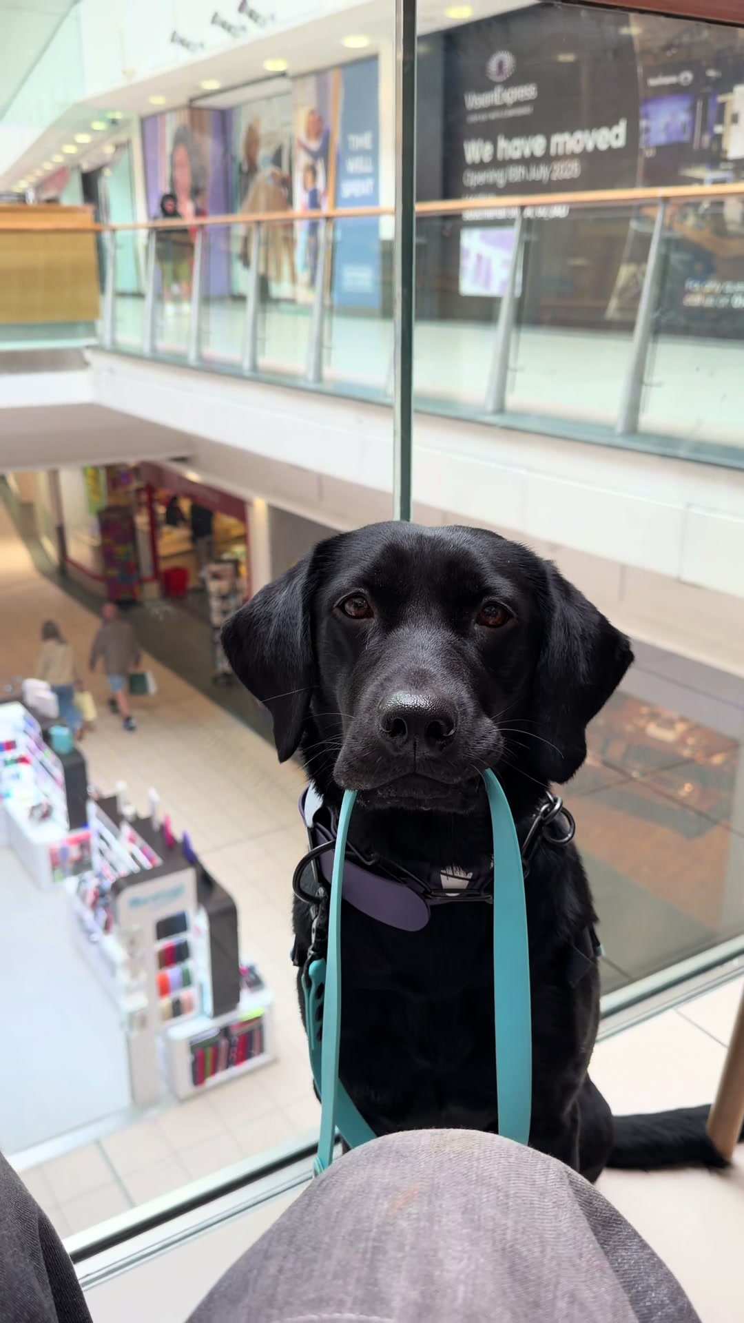 @themworkingdogs🏴