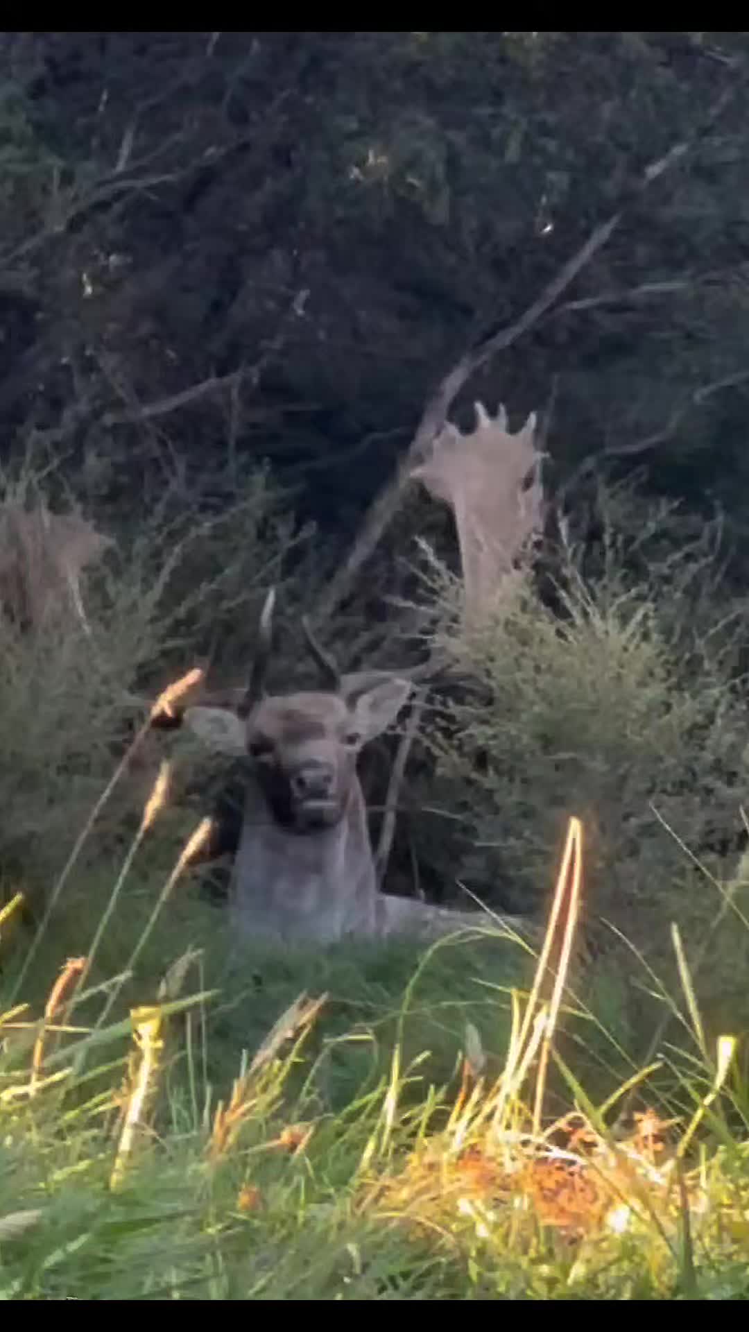 @🇮🇪The Irish Deer Hunter🇮🇪