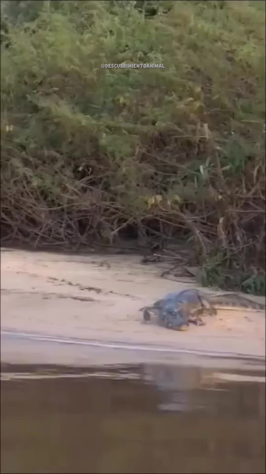 @Descubrimientoanimal