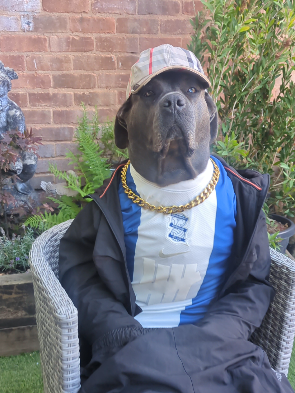 @mist_the_canecorso
