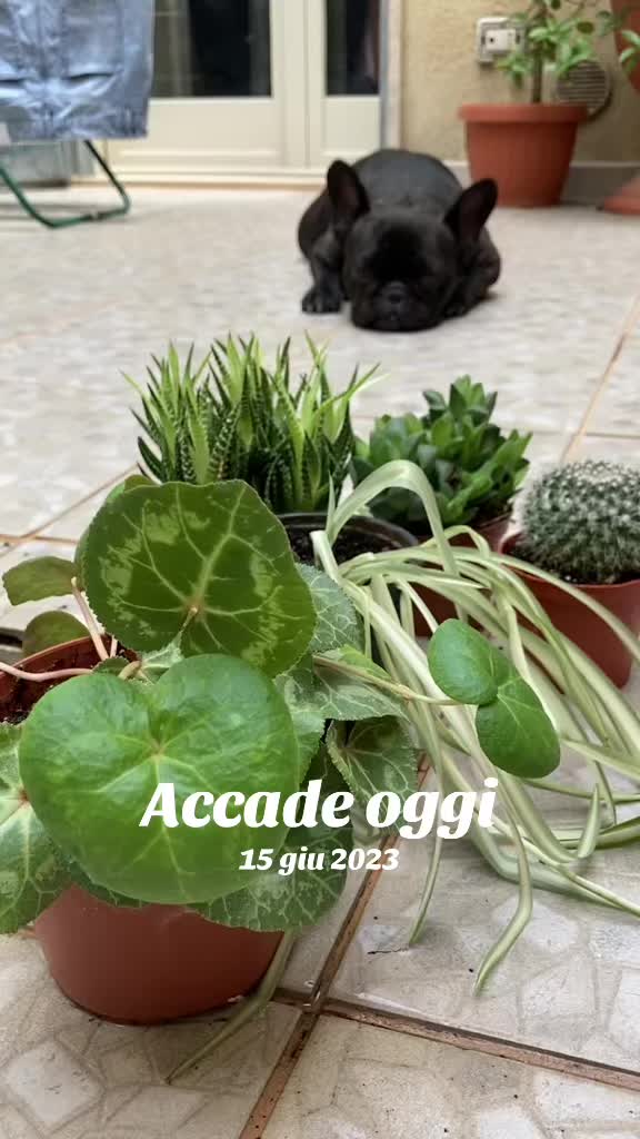 @Apolide