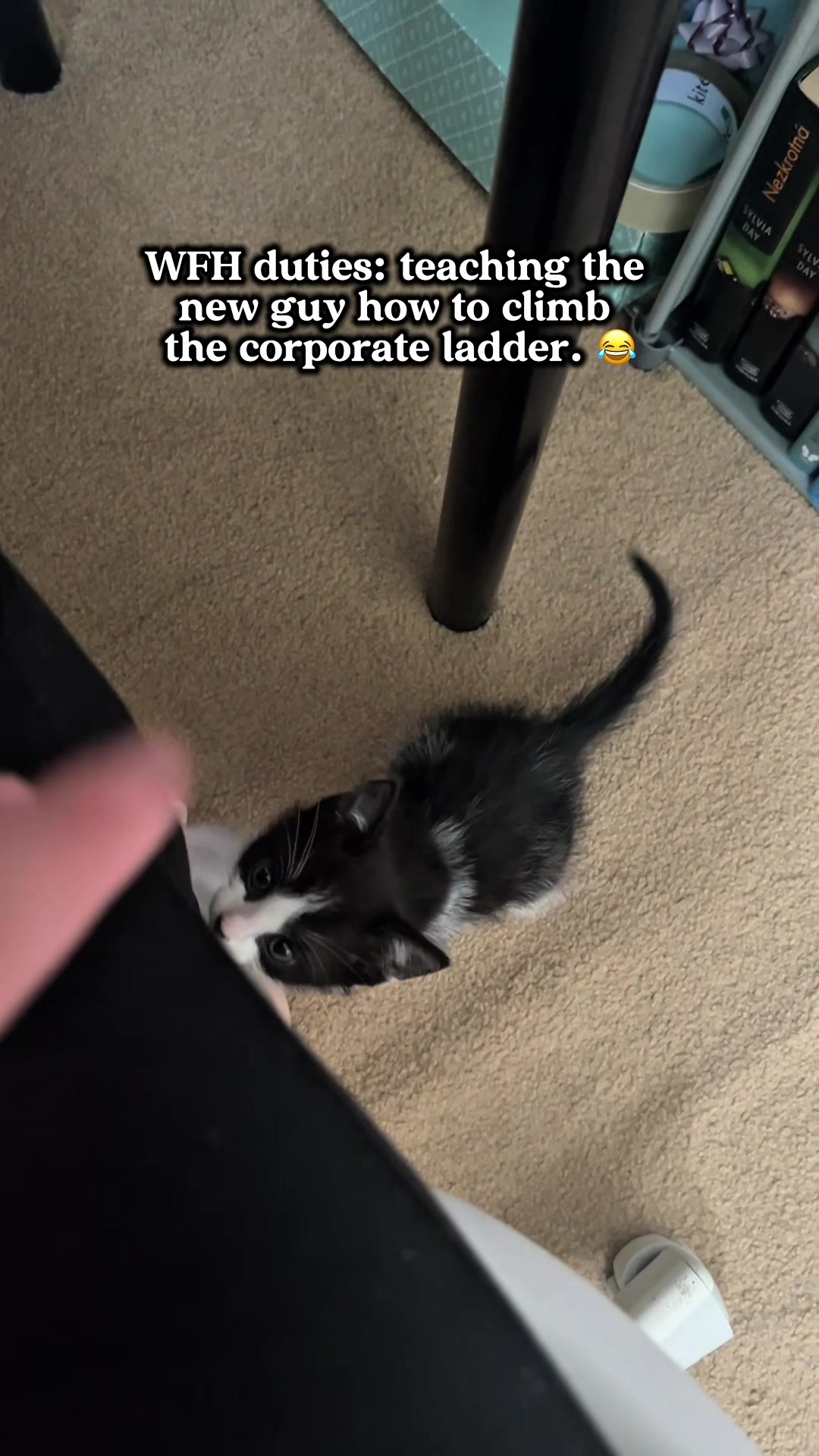 @slavic_cat_mum