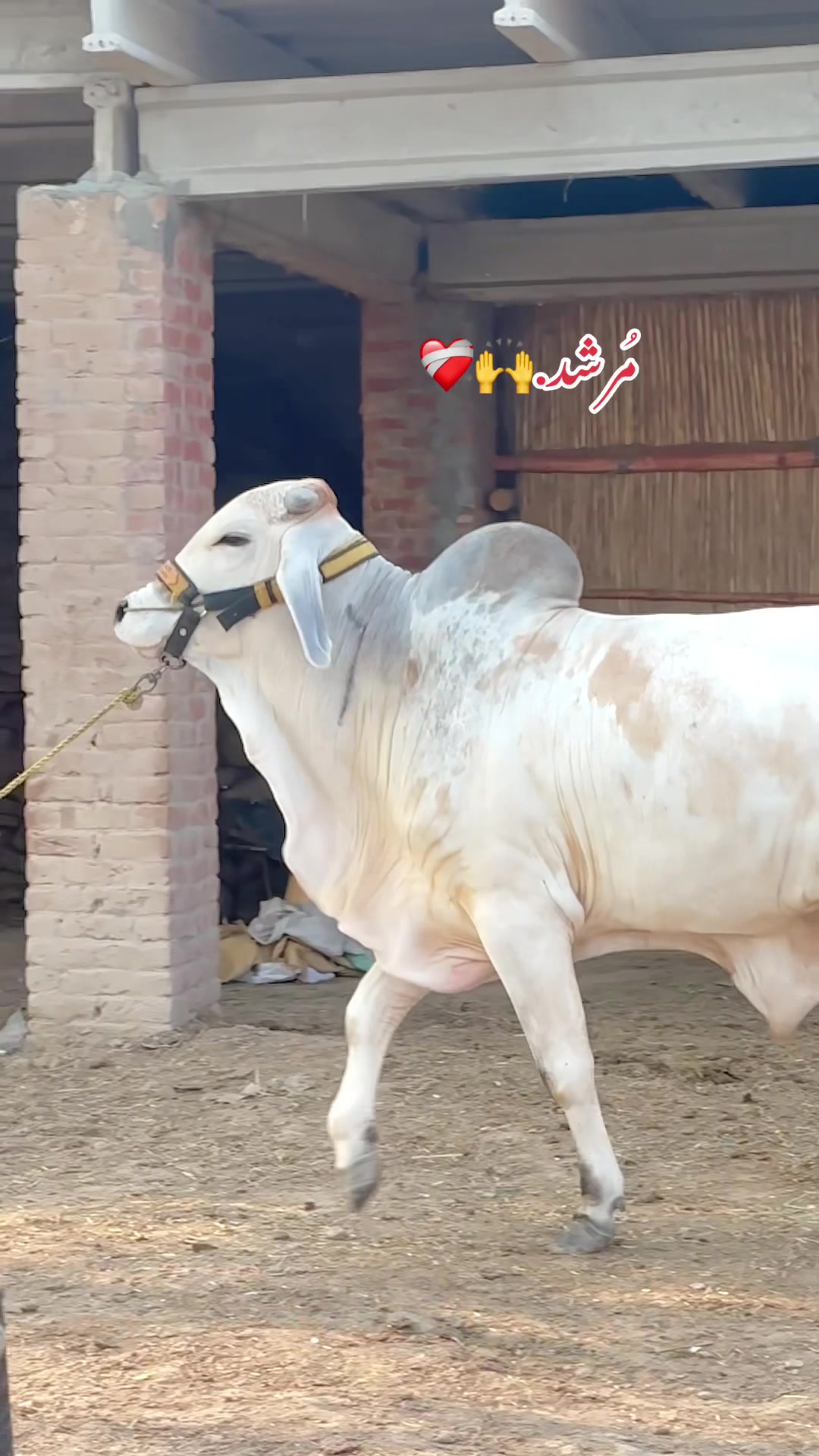 @Subhan cattle farm.🐂