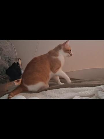 @Happy Cat