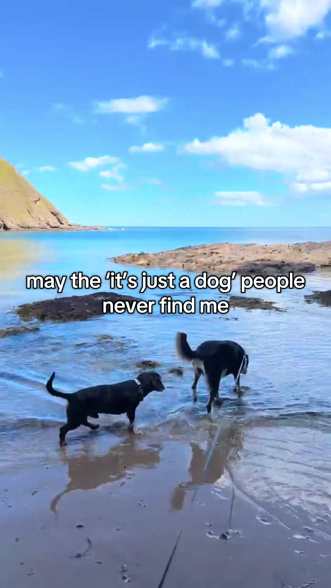 @Paws & Unwind | dog walker