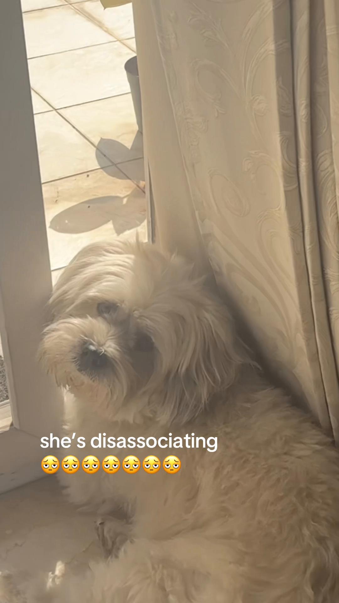 @sneha