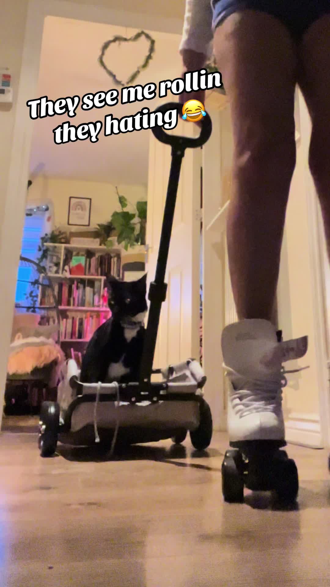 @Rebecca and Zorro 🐈⬛