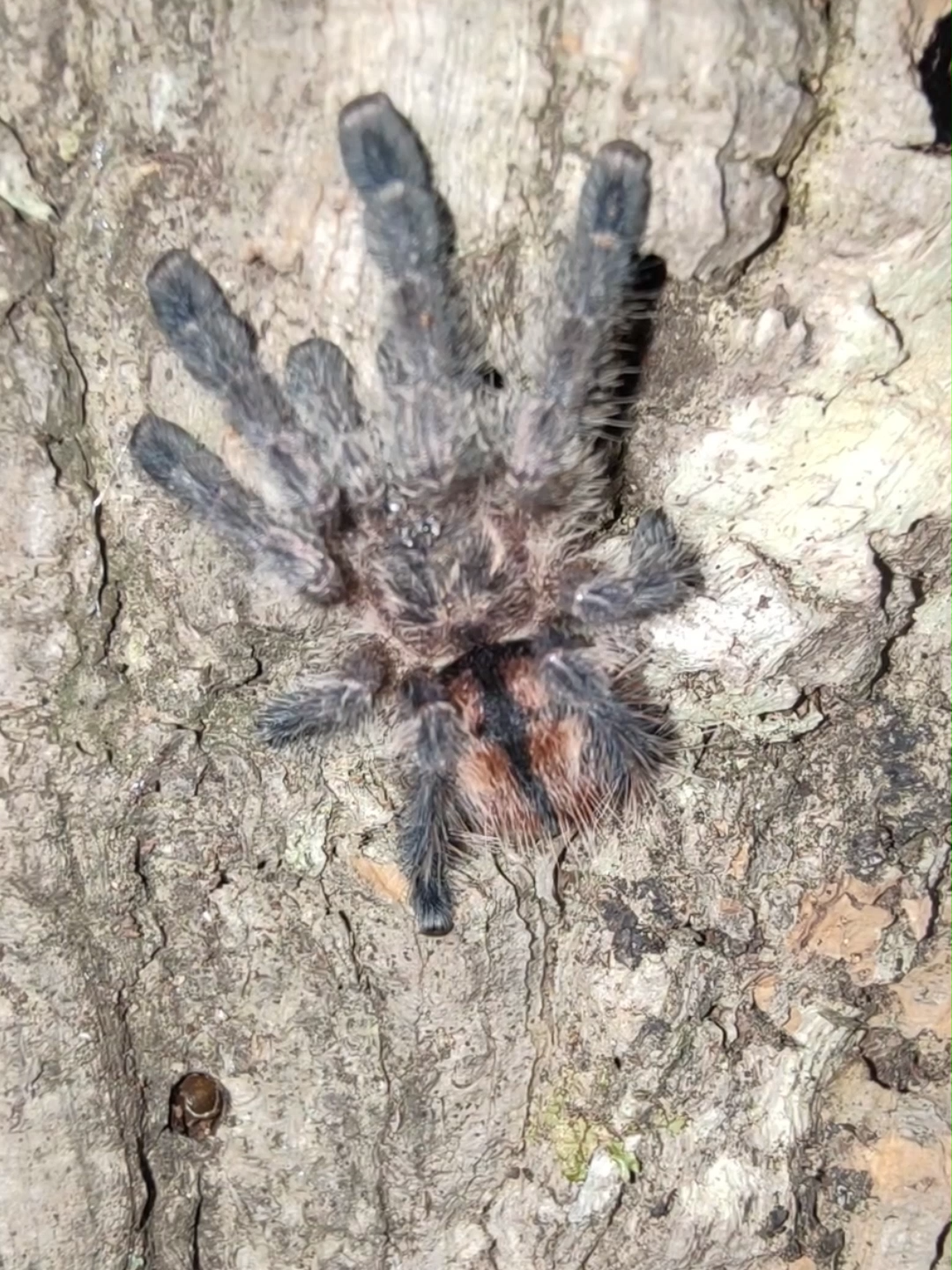 @The Spider Shop