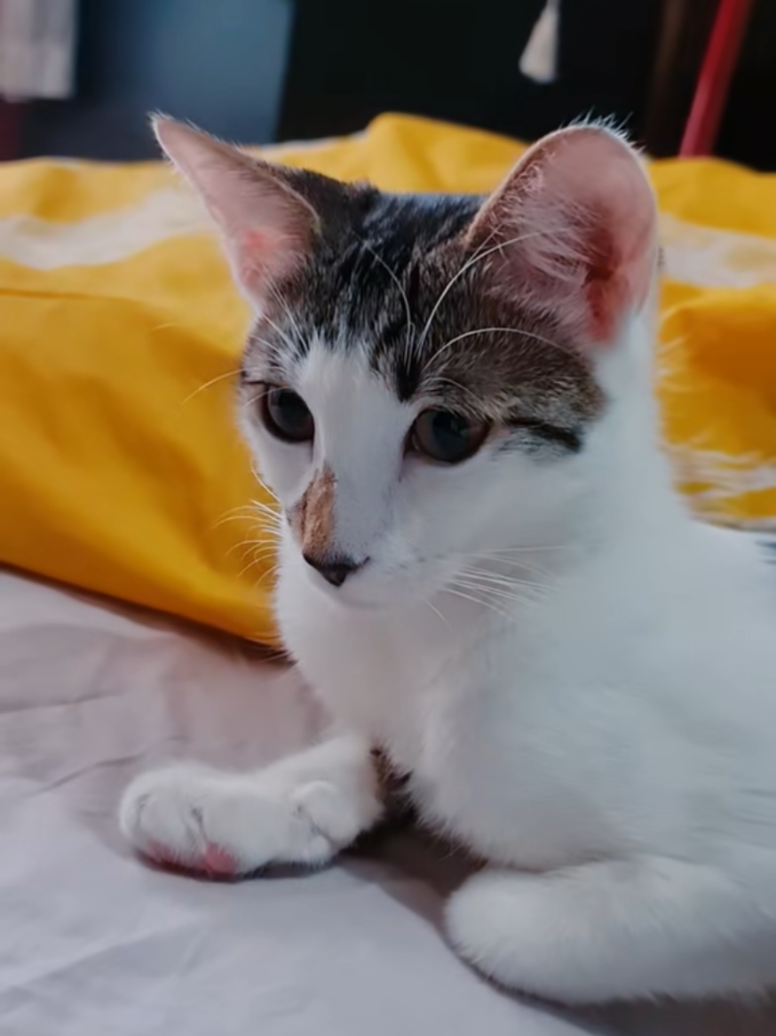@cairo🐈