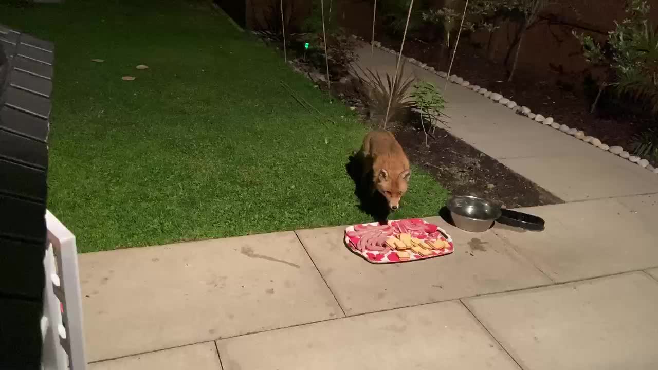 @SeanRescuesAnimals