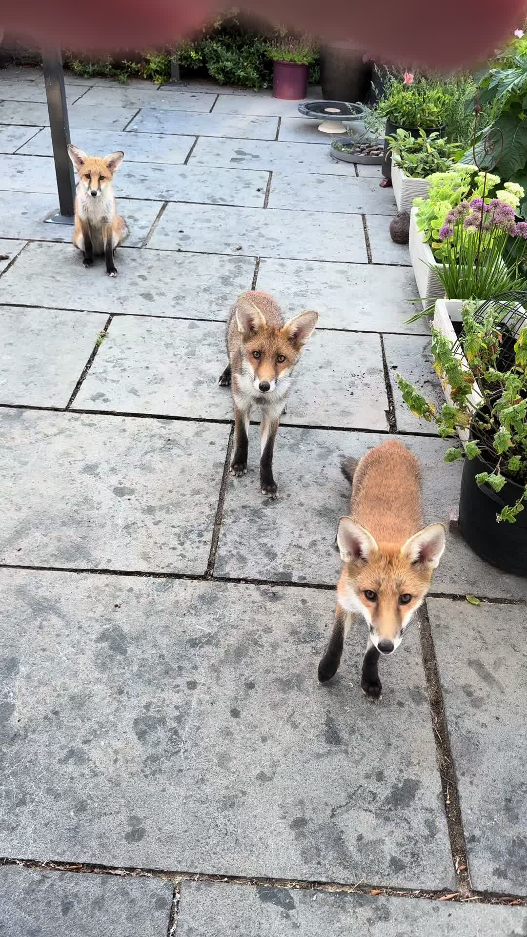 @gp_wildlife