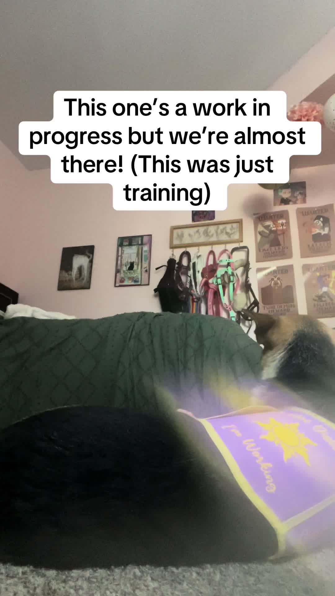 @duchesstheworkingdog
