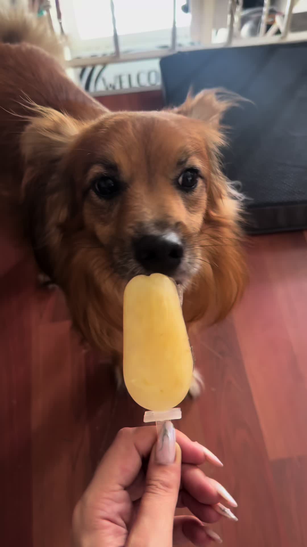 @Anubi