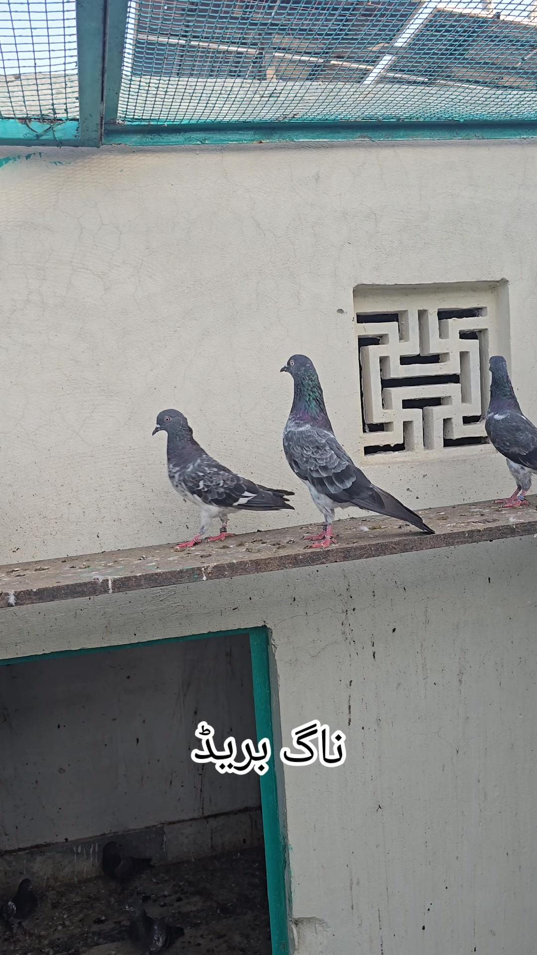 @Malik Mohkam Khokhar