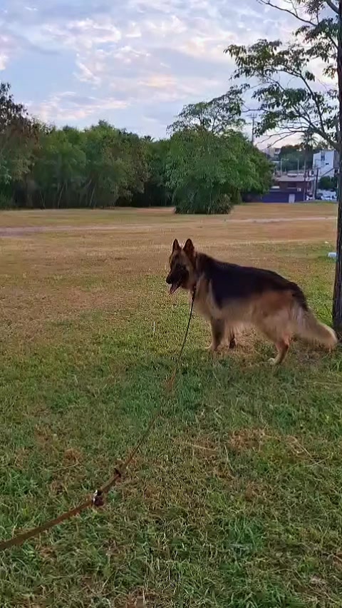 @Cachorretezeus