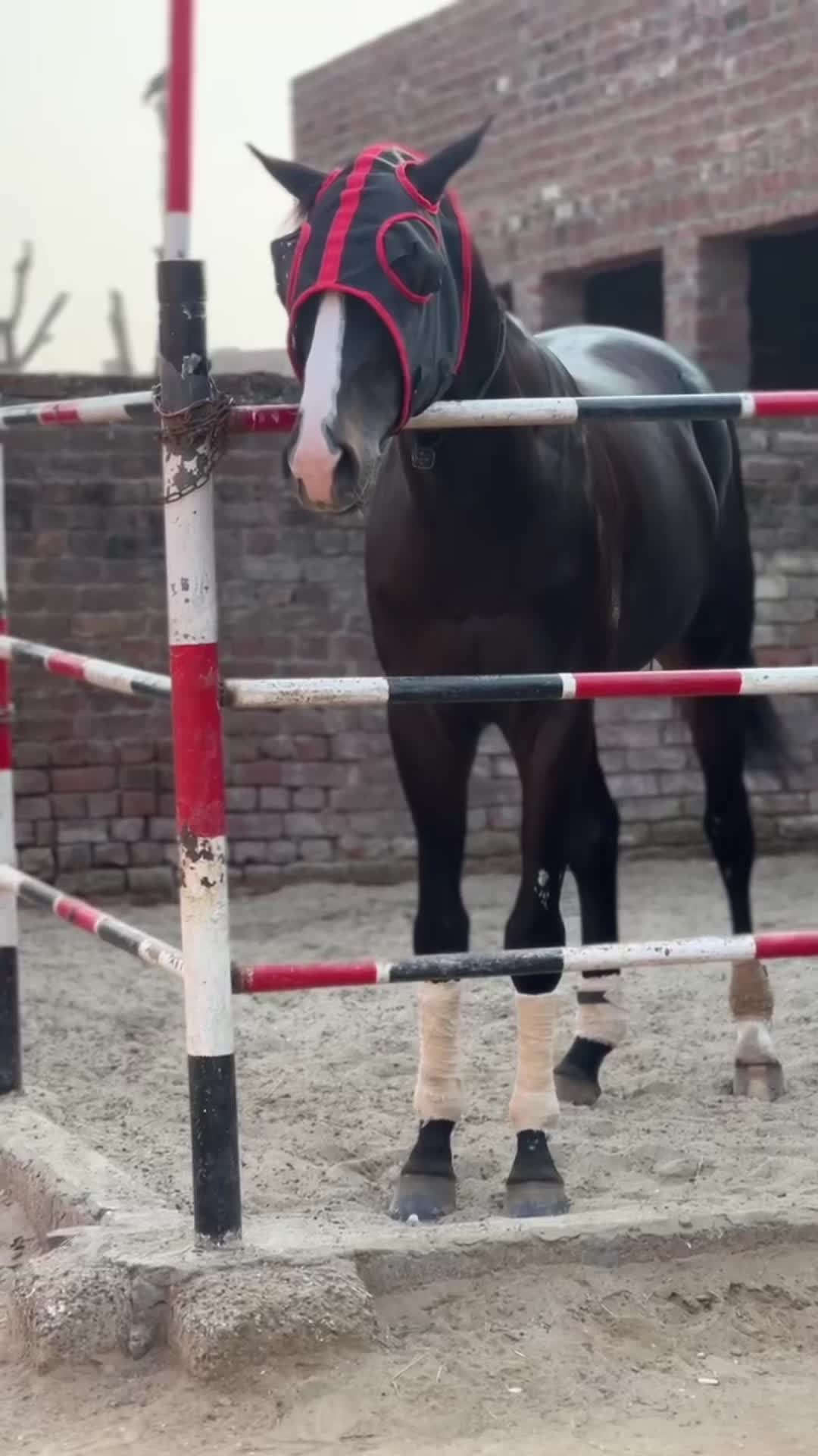 @Ch Hammad bokan &hearts;️🐎