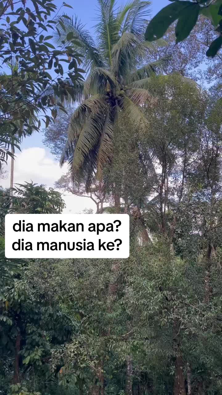@RIMBA HERB