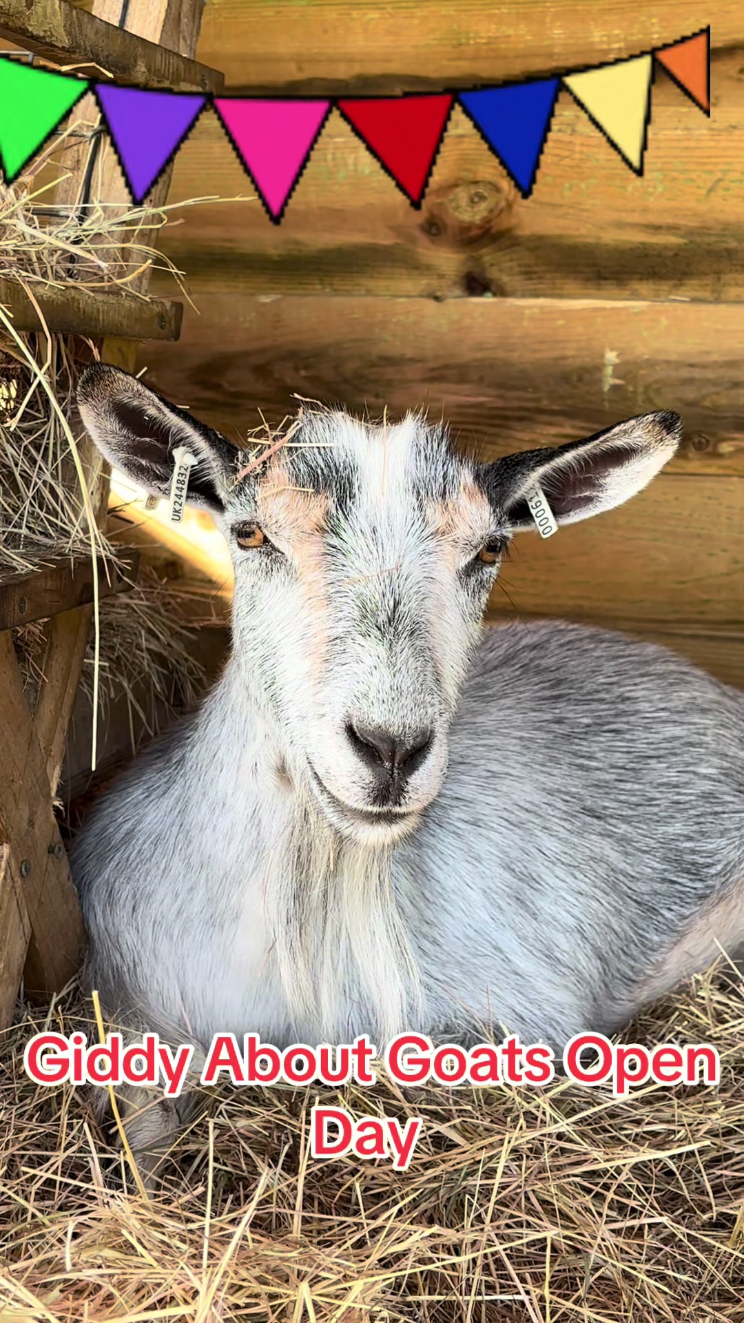 @GiddyAboutGoats