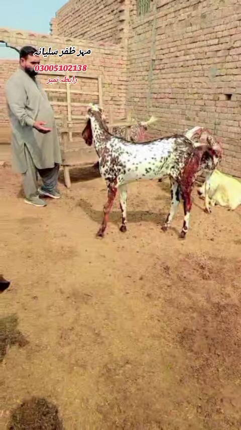 @Mahr Zafar salyana
