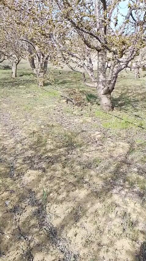 @hanım ağa
