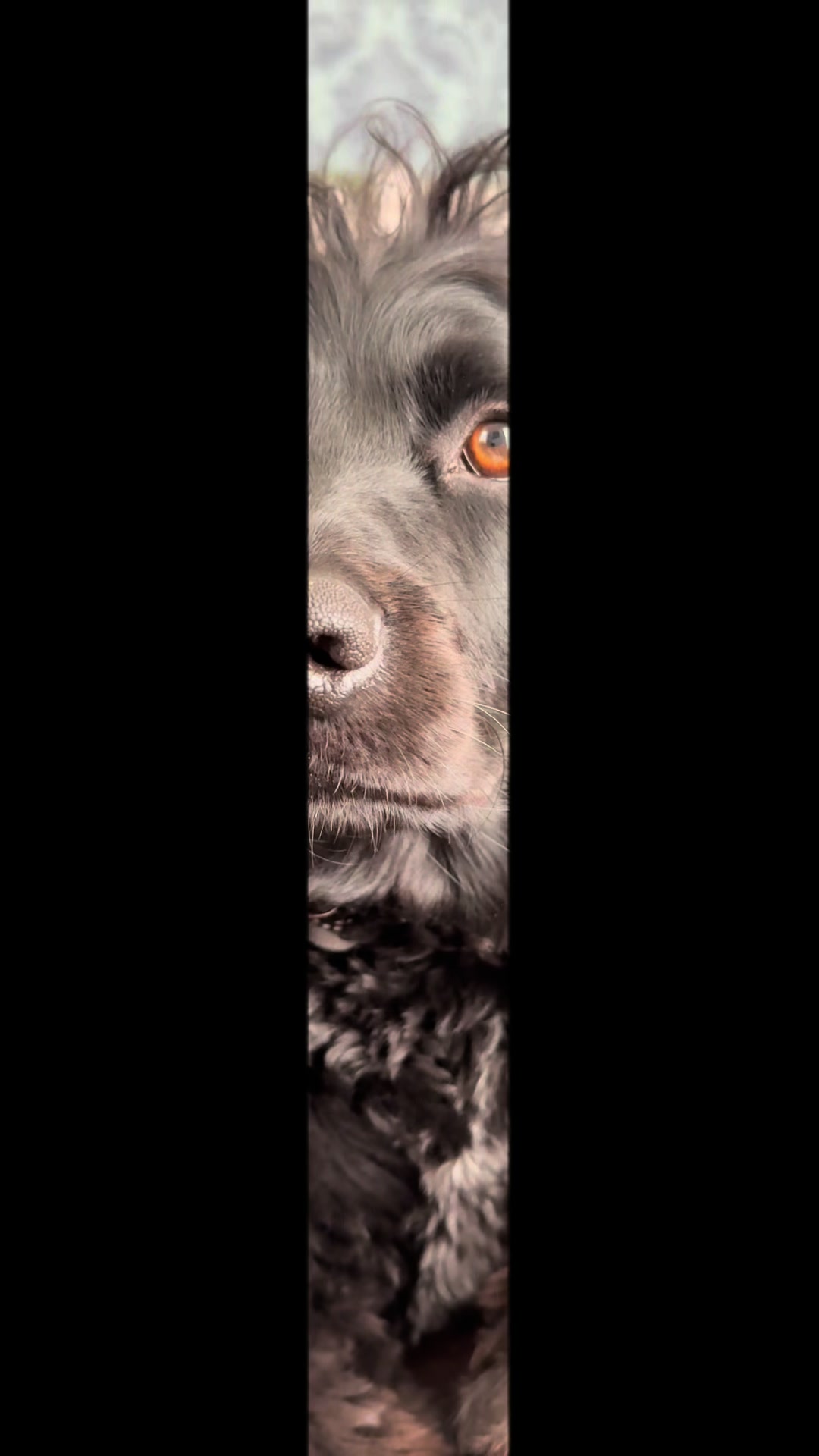 @PEPSI 🐾