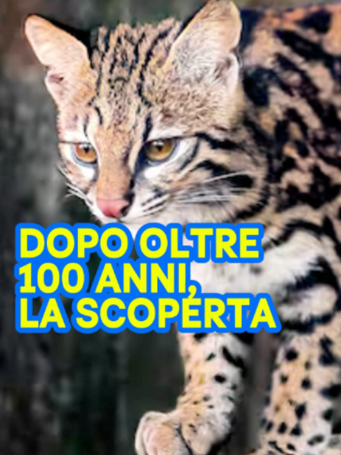 @Amoreaquattrozampe.it