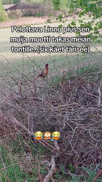 @Veli Arola