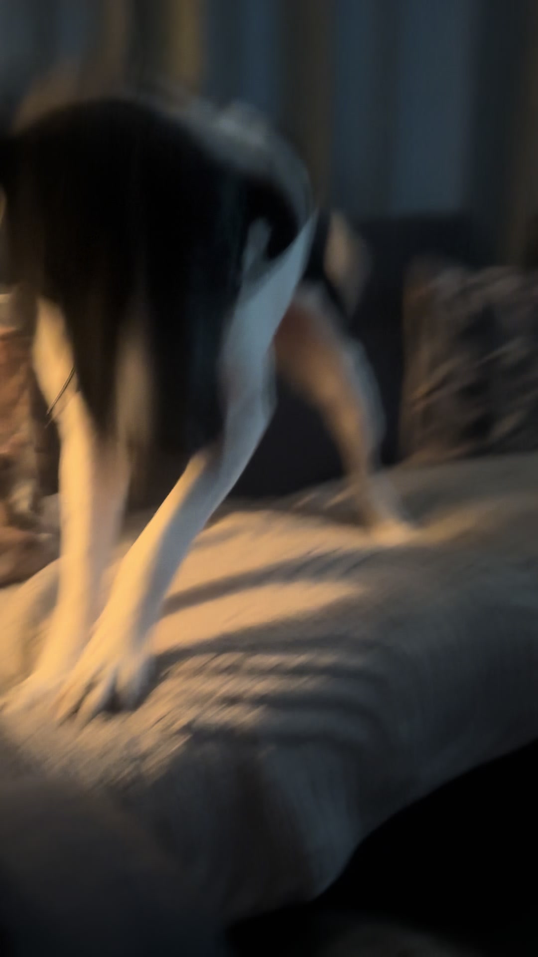 @Hilde Wonky Dog & Pals