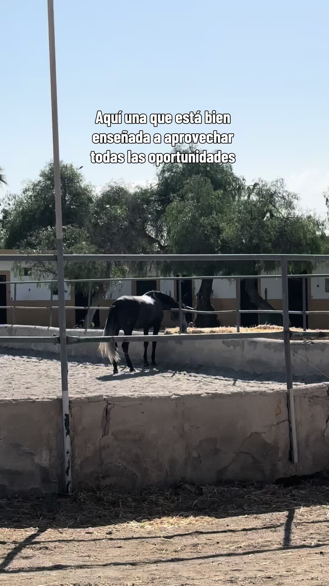@Ana