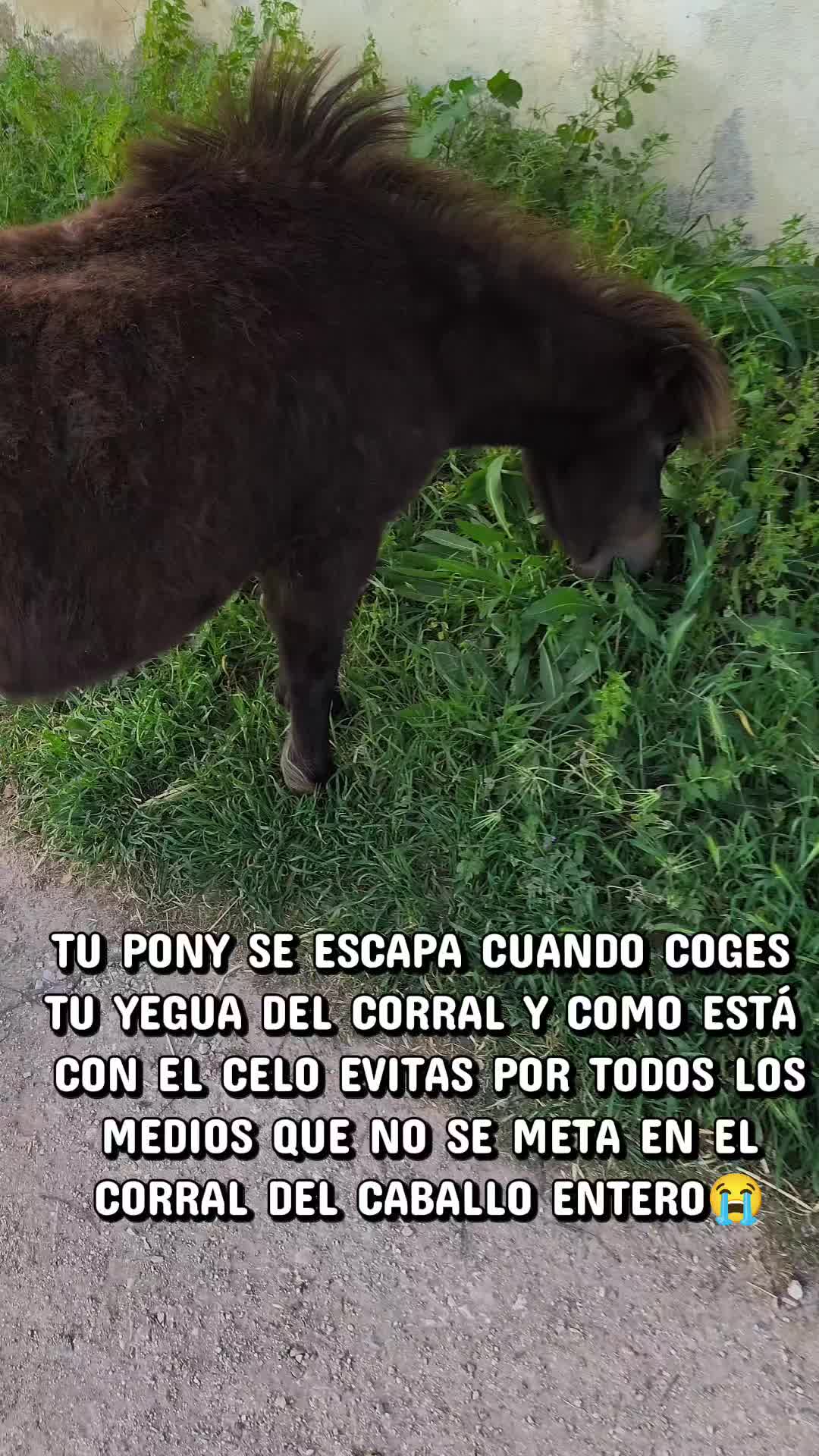 @LA CHICA DEL PONY🐴🌼