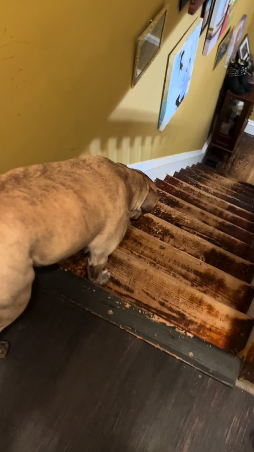 @pawzgonewild
