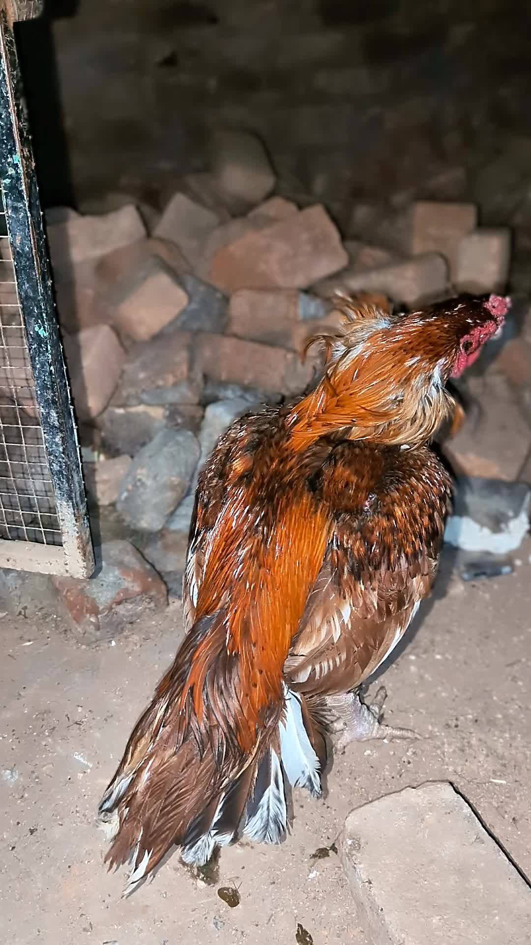 @احسن اعوان پنڈی وال اصیل