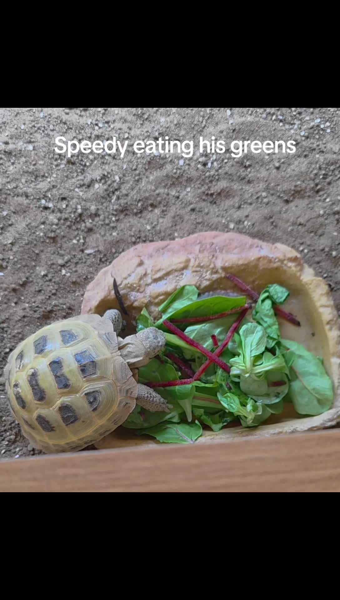 @speedy_the_tortoise