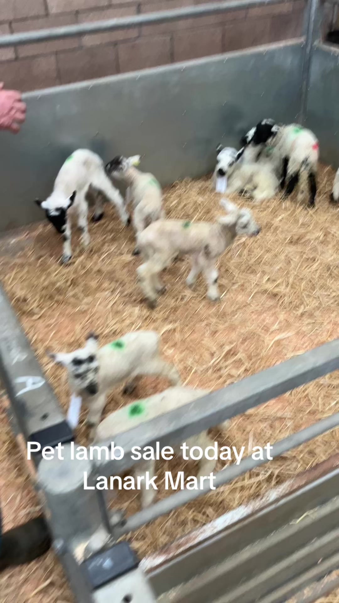 @Highland Coo Clan