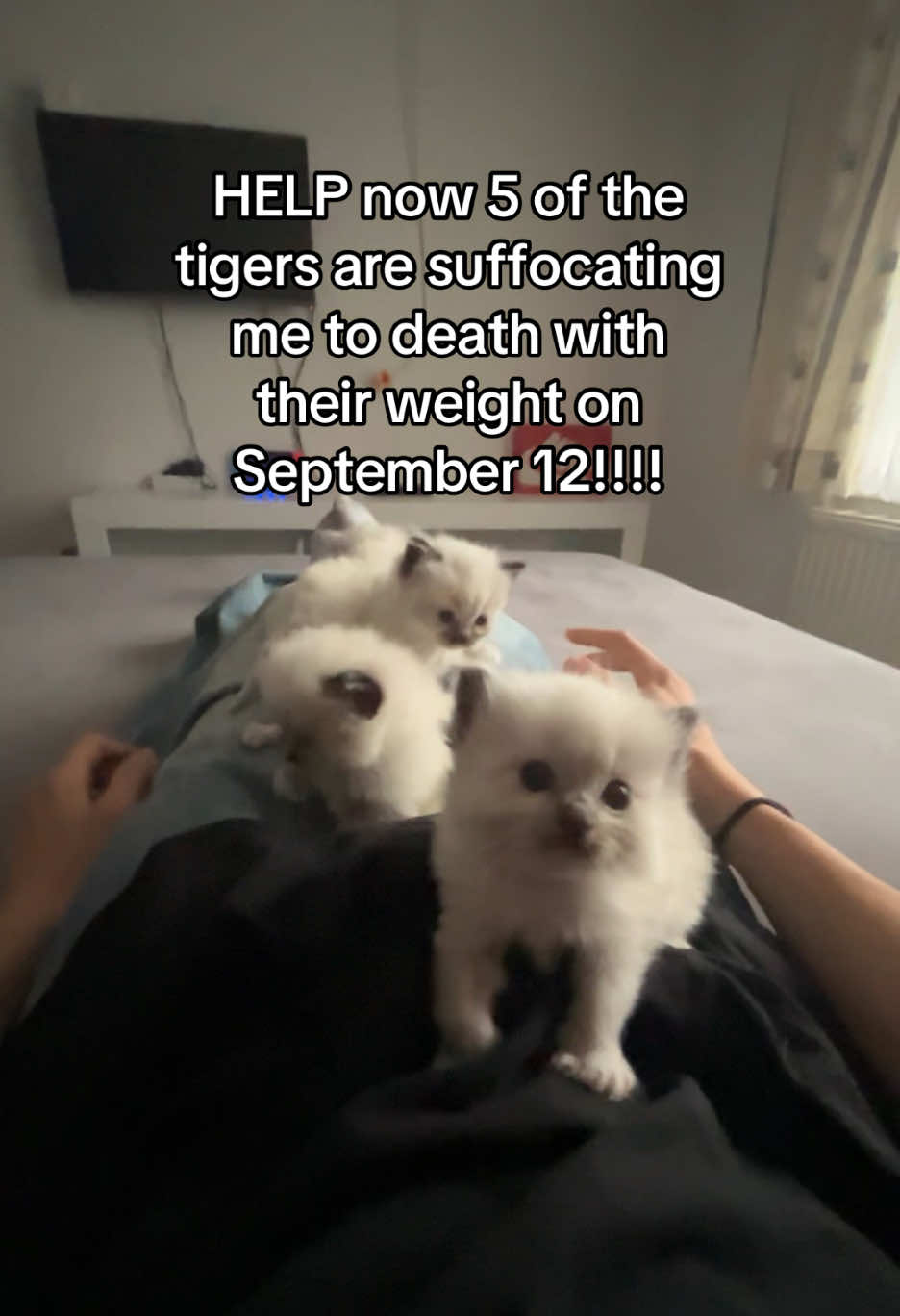 @Cute Ragdolls