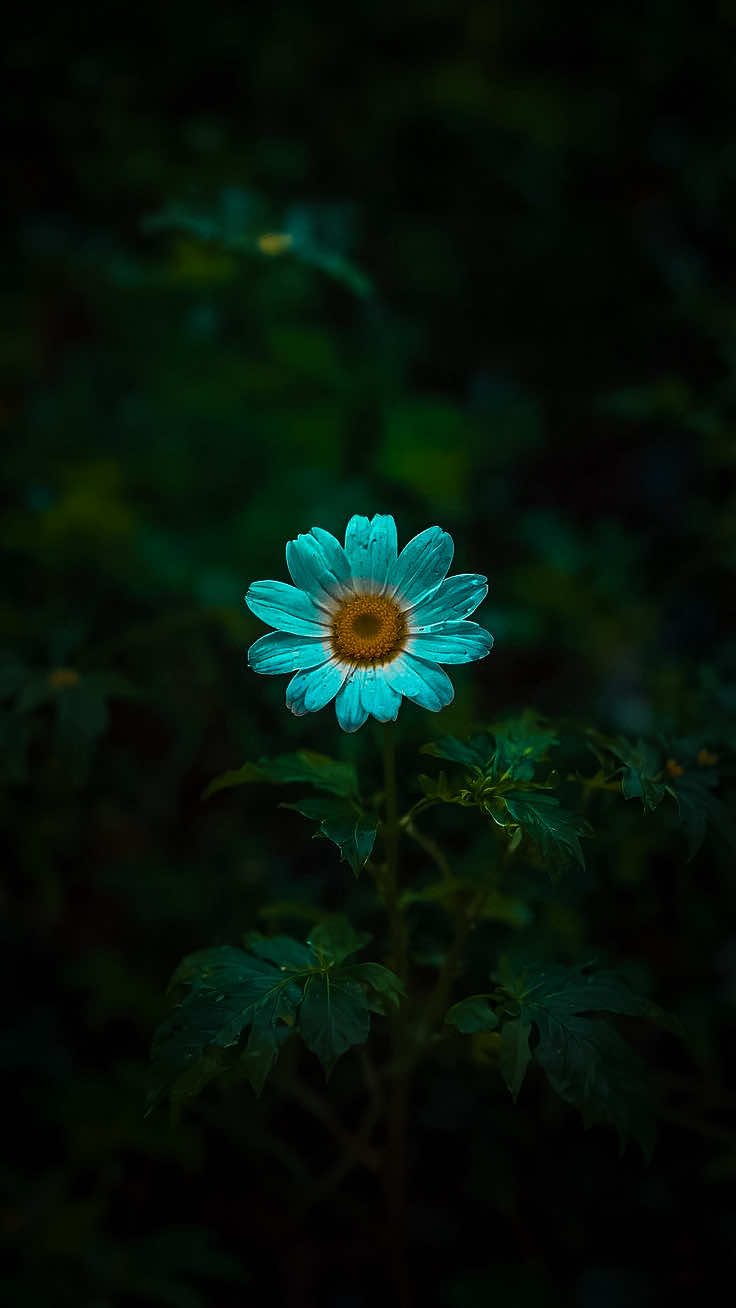 @𝑻𝒂̂𝒏 𝑻𝒉𝒊