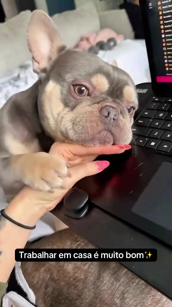 @dogsagaz